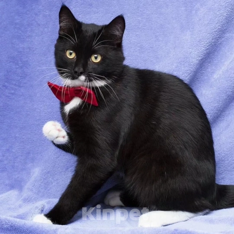 Кошки в Москве: Котика Антонио выкинули на улицу в коробке  Мальчик, Бесплатно - фото 2