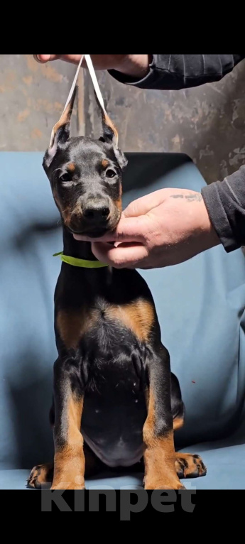 Собаки в Москве: Щенки добермана Девочка, Бесплатно - фото 2