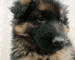 Собаки в Ачинске: Ищем хороших родителей Мальчик, 25 000 руб. - фото 1