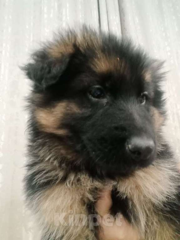 Собаки в Ачинске: Ищем хороших родителей Мальчик, 25 000 руб. - фото 1