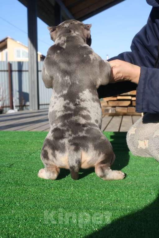 Собаки в Всеволожске: ММ ДАЛМОР ВИНТАЖ Мальчик, Бесплатно - фото 3