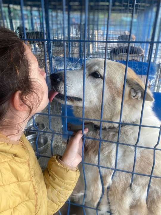 Собаки в других городах Краснодарского края: Метис Пхунсан по версии Яндекс в дар возможна доставка Мальчик, Бесплатно - фото 4