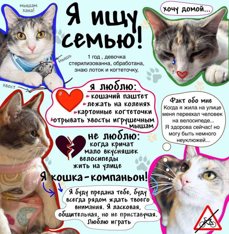 Кошки в Ростове-на-Дону: Кошечке - Трехцветочке срочно нужен дом Девочка, Бесплатно - фото 7