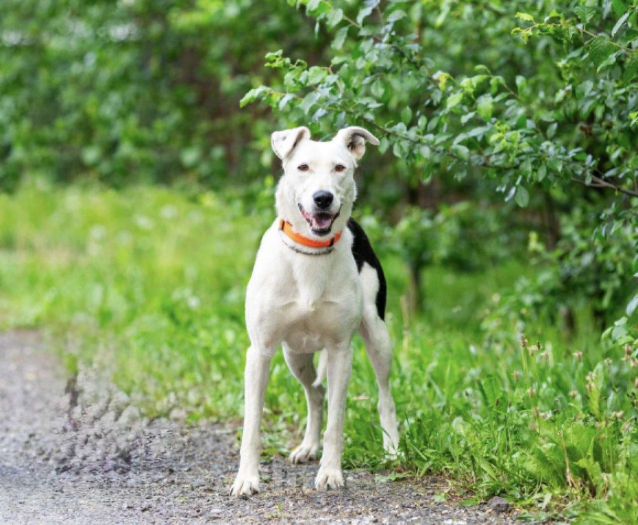 Собаки в Люберцах: Добрая и ласковая Марта 1,5 года ждет своего хозяина Девочка, Бесплатно - фото 4