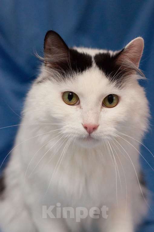 Кошки в Ногинске: Кот,  знающий толк в бабочках, ждет свою семью в приюте Мальчик, Бесплатно - фото 6