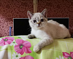 Кошки в Долгопрудном: Британские котята  Девочка, 10 000 руб. - фото 1