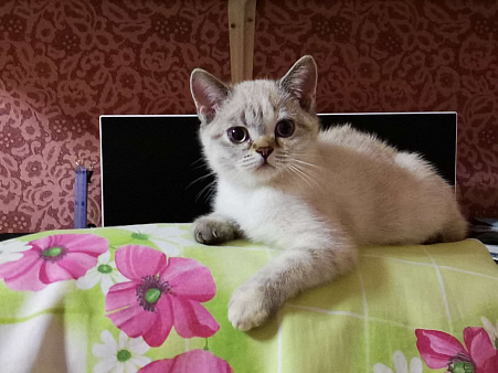 Объявление: Британские котята , 10 000 руб., Долгопрудный