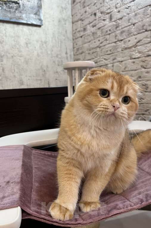 Кошки в Нижнем Новгороде: Кот шоколадная золотая шиншилла  Мальчик, Бесплатно - фото 3
