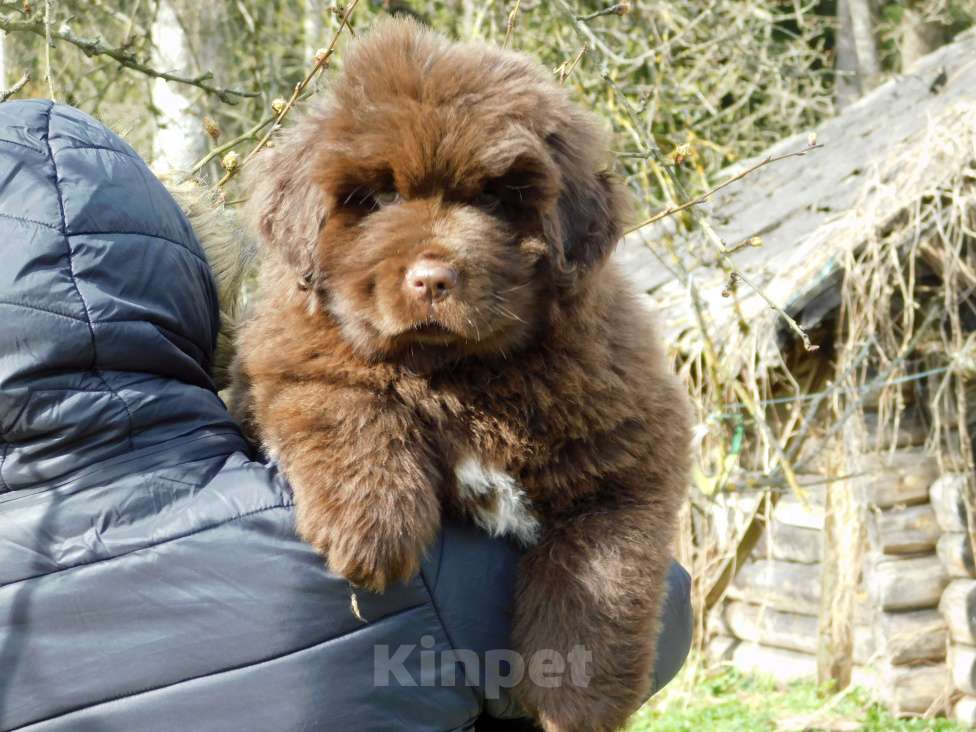 Собаки в Санкт-Петербурге: Еремей Мальчик, 90 000 руб. - фото 1