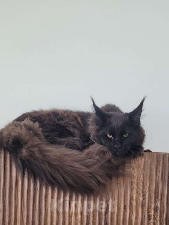 Кошки в Москве: Суровый котяра Мальчик, 45 000 руб. - фото 6