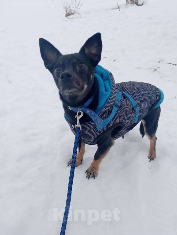 Собаки в Санкт-Петербурге: Маленький трогательный пёсик Мальчик, Бесплатно - фото 8
