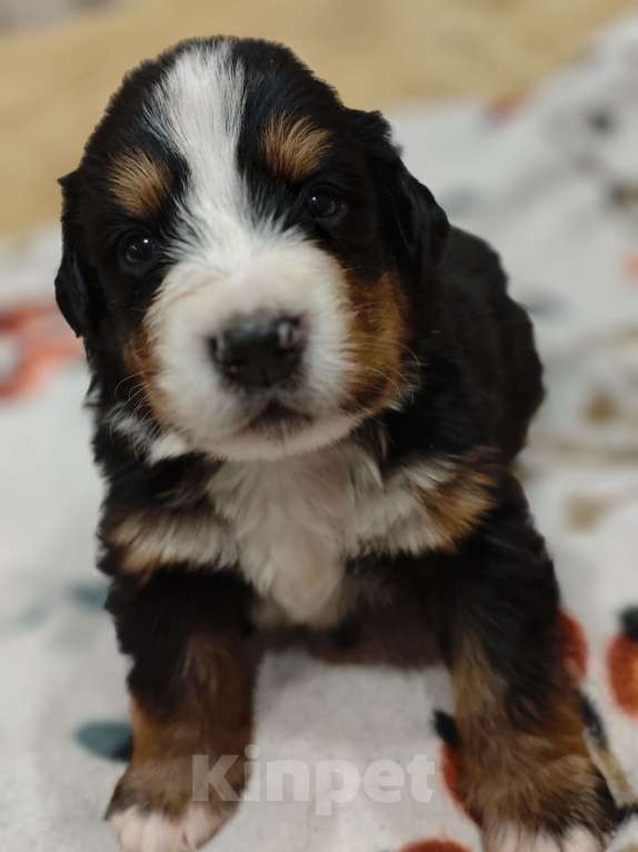 Собаки в Магнитогорске: Щенки Бернского Зенненхунда  Девочка, 50 000 руб. - фото 4