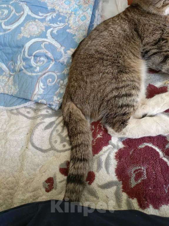 Кошки в Набережных Челнах: Пропал Кот Мальчик, 20 000 руб. - фото 8