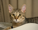 Кошки в Москве: Котёнок Фунтик Мальчик, Бесплатно - фото 4