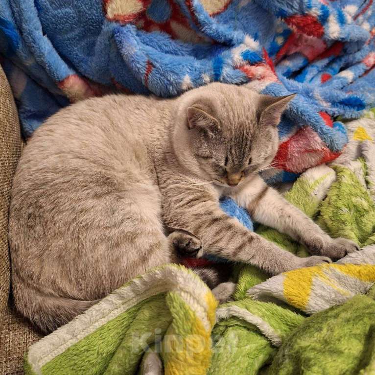 Кошки в Липецке: Отдаю в надёжные руки Кефира Мальчик, Бесплатно - фото 2