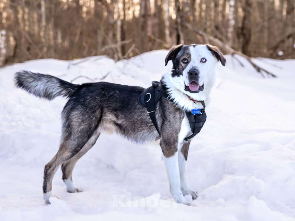 Собаки в Москве: Красавчик и добряк в поисках дома Мальчик, Бесплатно - фото 6