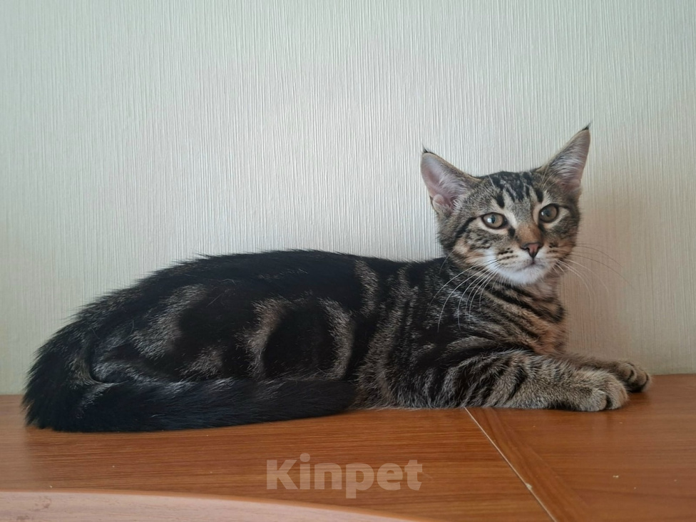 Кошки в Москве: Маленькие котята (2 мес.) в добрые руки Девочка, Бесплатно - фото 4