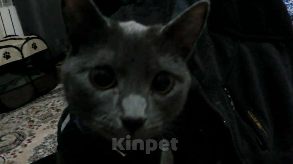 Кошки в Махачкале: котенок мальчик в добрые руки Мальчик, Бесплатно - фото 2