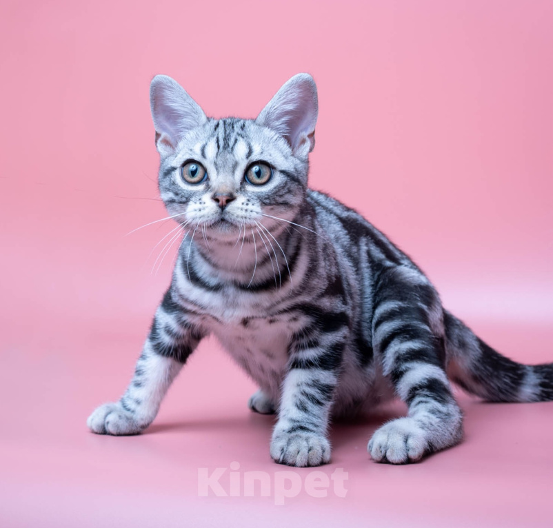 Кошки в Москве: Котенок Американской короткошерстной породы Мальчик, 90 000 руб. - фото 1