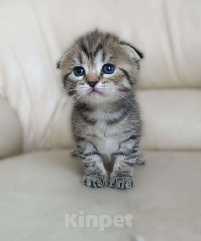 Кошки в Нижнем Новгороде: В любимы милая кошечка Девочка, 15 000 руб. - фото 4