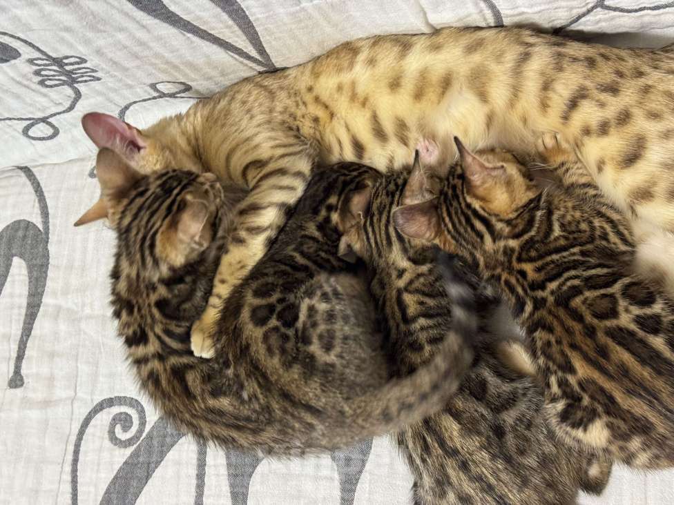 Кошки в Москве: Котенок бенгальский мальчик Мальчик, Бесплатно - фото 2