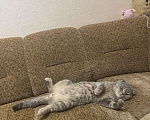 Кошки в Теберде: Шотландский вислоухий чистокровный кот, 1 руб. - фото 2