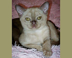 Кошки в Ливны: Бурманские котята с документами, 35 000 руб. - фото 3