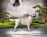 Собаки в Самаре: Брутальный лабрадор для вязки Мальчик, 30 руб. - фото 1