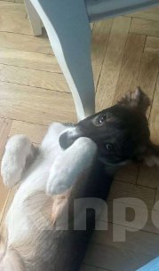 Собаки в Москве: Шикарный малыш (метис Якутской лайки) в поисках своих любящих родителей! Мальчик, Бесплатно - фото 3
