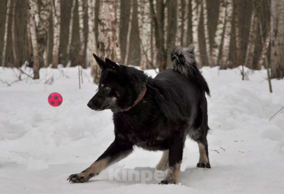 Собаки в Ногинске: Милли Девочка, Бесплатно - фото 3
