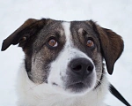 Собаки в Москве: Чудесная собака Ирэй ищет дом Девочка, Бесплатно - фото 3