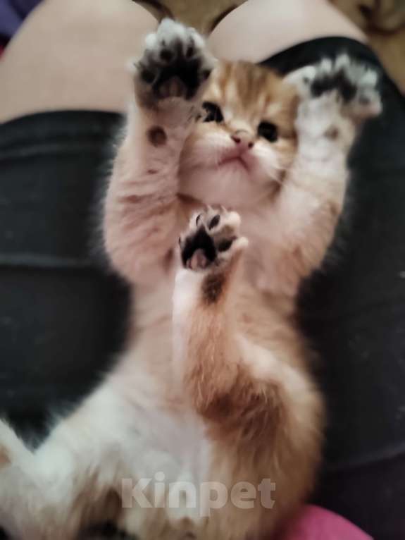 Кошки в Владивостоке: Шотландская золотая шиншилла Разнополые, 40 000 руб. - фото 4