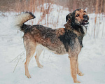 Собаки в Москве: Тимбо – ласковый, человекоориентированный пёс с активной жизненной позицией. Мальчик, Бесплатно - фото 3