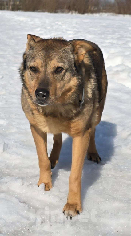 Собаки в Королеве: Милая девочка Гера ищет дом! Девочка, Бесплатно - фото 8