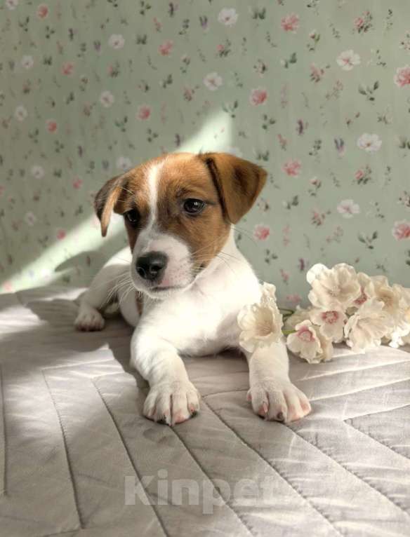 Собаки в Химках: Продам девочку Джек Рассел терьер Девочка, 40 000 руб. - фото 3