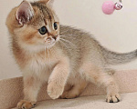 Кошки в Самаре: Британский котенок Мальчик, 40 000 руб. - фото 2