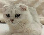 Кошки в Санкт-Петербурге: вислоухий Шотландский котенок Мальчик, 14 339 руб. - фото 8