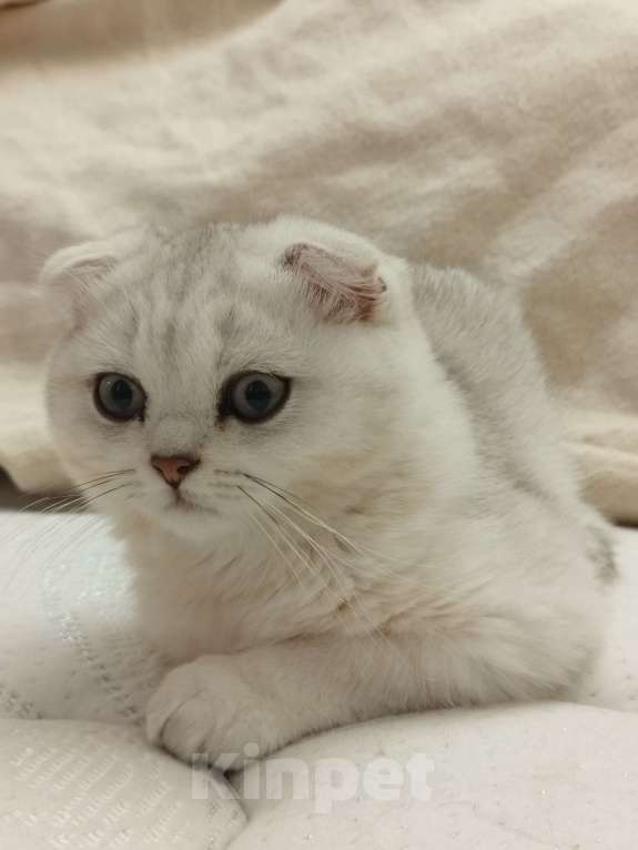 Кошки в Санкт-Петербурге: вислоухий Шотландский котенок Мальчик, 14 339 руб. - фото 8