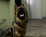 Собаки в Казани: Немецкая овчарка   Девочка, 25 000 руб. - фото 4