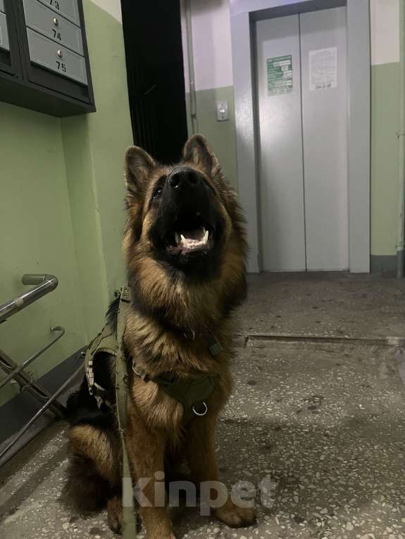 Собаки в Казани: Немецкая овчарка   Девочка, 25 000 руб. - фото 4