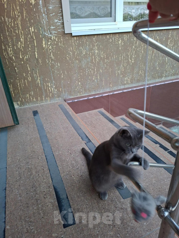 Кошки в других городах Краснодарского края: Кошечка в добрые руки Девочка, Бесплатно - фото 1