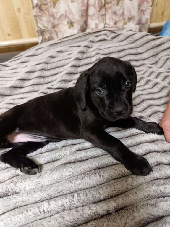 Собаки в других городах Забайкальского края: щенок Кане-корсо  Девочка, 20 000 руб. - фото 6