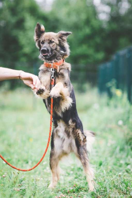 Собаки в Москве: Макс. Главный суетолог Мальчик, 1 руб. - фото 2