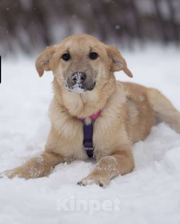 Собаки в Москве: Хурма Девочка, Бесплатно - фото 4
