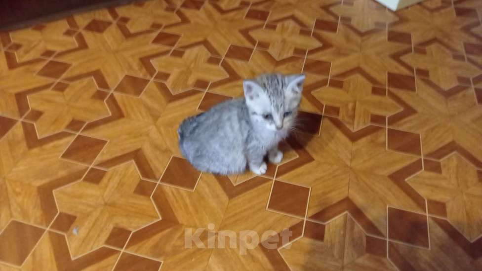 Кошки в Санкт-Петербурге: Рысёнок Девочка, Бесплатно - фото 2