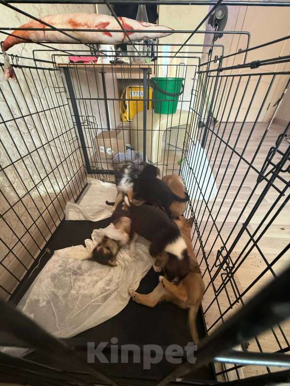 Собаки в Калининграде: срочно отдам в добрые руки Разнополые, Бесплатно - фото 3