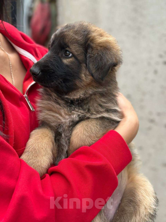 Собаки в Казани: Щенок немецкой овчарки  Девочка, 20 000 руб. - фото 2