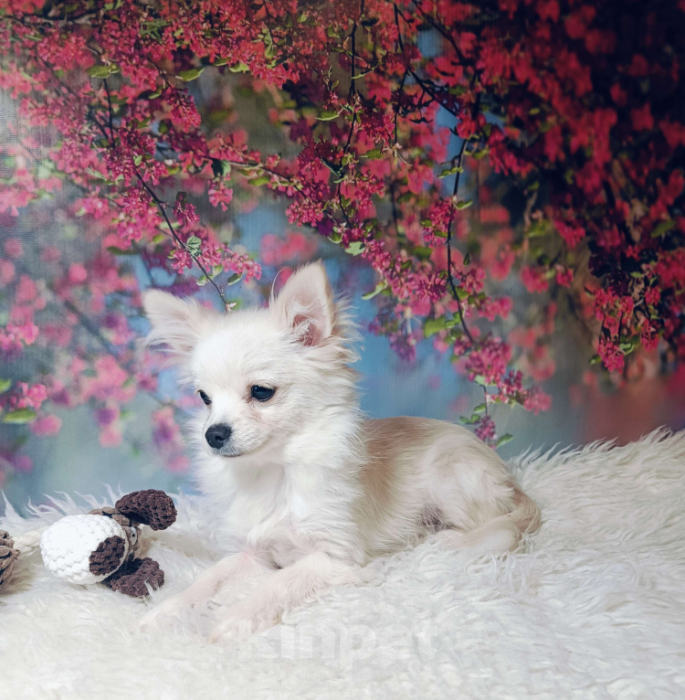 Собаки в Москве: Милый классик Мальчик, 20 000 руб. - фото 3