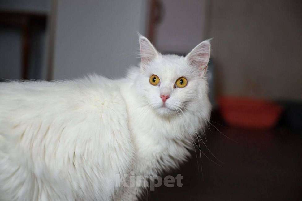 Кошки в Балашихе: Ватрушка Девочка, Бесплатно - фото 3