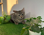 Кошки в Санкт-Петербурге: Очаровательный котёнок ищет дом !  Девочка, Бесплатно - фото 2